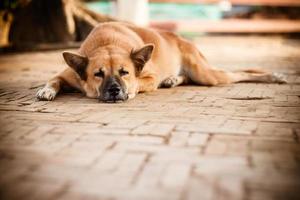 cão de rua solitário sem teto dormindo na calçada