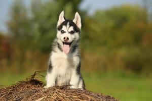 filhote de cachorro husky com olhos de cores diferentes com a língua pendurada