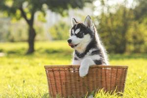 filhote de cachorro husky em uma cesta foto