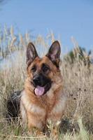 cão de pastor alemão foto
