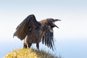 corvus corax, islândia