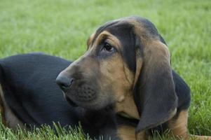 filhote de cachorro bloodhound