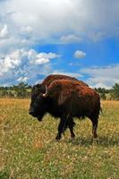 vaca de búfalo de bisonte americano no parque nacional da caverna do vento foto
