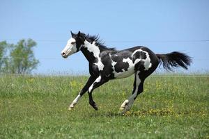 lindo garanhão preto e branco de corrida de cavalos de tinta foto