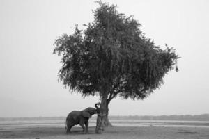 touro elefante africano (loxodonta africana) empurrando árvore foto