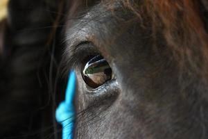 olho de cavalo