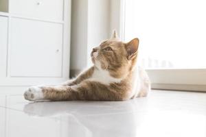 gato ruivo relaxando em casa