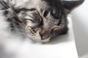gato maine coon dormindo foto