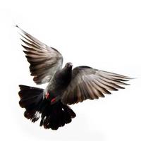 pombo voador foto