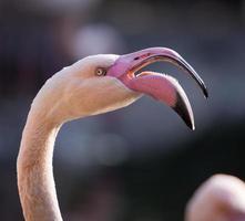flamingo americano ou do caribe foto