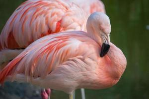 flamingos em uma lagoa em um ambiente natural