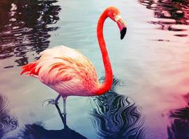 flamingo rosa entra na água com reflexões foto
