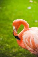 flamingo foto