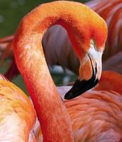 flamingo americano - phoenicopterus ruber foto