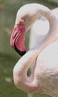 retrato de flamingo foto