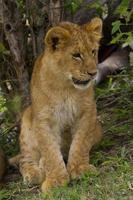 retrato de filhote de leão foto