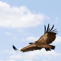 abutre do himalaia foto