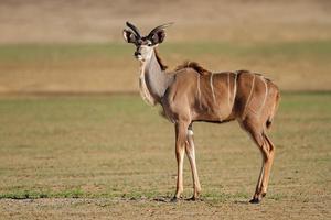 antílope kudu foto