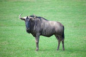 GNU na savana foto