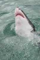tubarão branco quebra a superfície da água
