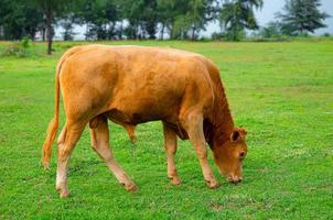 uma vaca marrom vermelha fica no meio do prado olhando para a câmera. as vacas estão comendo grama no meio de um campo aberto, grama verde brilhante. foto