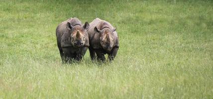 rinoceronte preto diceros bicornis michaeli em cativeiro