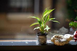 vasos de plantas colocados perto da janela foto
