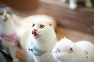 gatos de estimação fofos e brincalhões sentados em casa, conceito de amante fiel foto