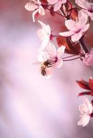 flor de cerejeira primavera foto