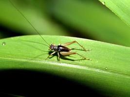 inseto inseto na natureza foto