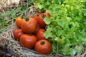 tomates frescos e vegetais hidropônicos em uma caixa de madeira foto