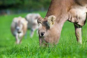 vaca comendo grama foto