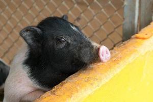 pequeno leitão esperando alimentação na fazenda foto