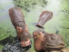 retrato de hipopótamo na natureza foto