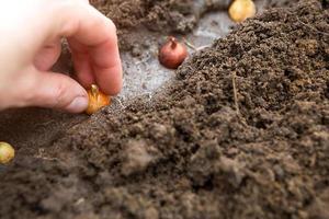 a mão planta os bulbos no chão no jardim. primavera, plantas de jardim, trabalhando em um terreno, paisagismo, jardinagem, cultivo de flores, colheitas de frutas. espaço de cópia foto