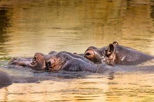 hipopótamo africano em seu habitat natural. Quênia. África.