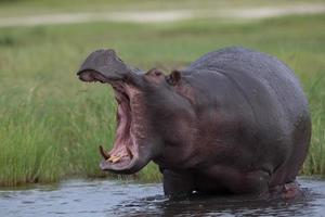 dentes de hipopótamo
