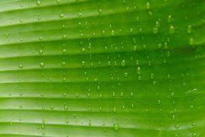 close-up de gotas de água na folha de bananeira foto