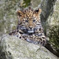 filhote de leopardo amur foto