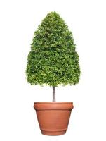 Árvore de topiaria em forma de cone simétrico em panela de barro isolada em fundo branco para design ao ar livre e jardim foto