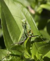 rapina mantis na natureza verde foto