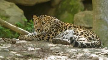 amur leopardo foto