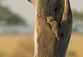 filhote de leopardo jovem em uma árvore