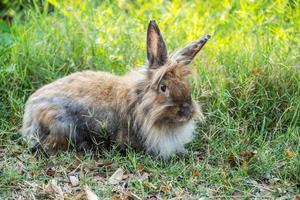 lindo coelhinho fofo peludo, coelho em prado bela cena de primavera, olhando para algo enquanto está sentado na grama verde sobre o fundo da natureza. foto