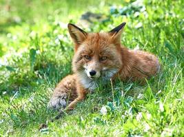 raposa vermelha (vulpes vulpes) foto