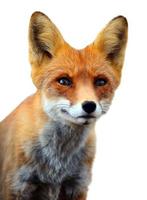 close-up tiro na cabeça da raposa vermelha.