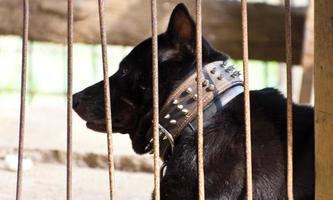 cachorro preto foi deixado na jaula. foto