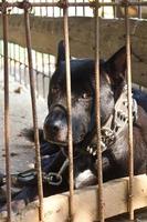 cachorro preto foi deixado na jaula. foto