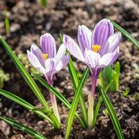 o despertar da primavera da natureza, florescimento das primeiras flores, açafrões roxos na luz do sol foto