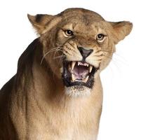 leoa, panthera leo, rosnando na frente de fundo branco